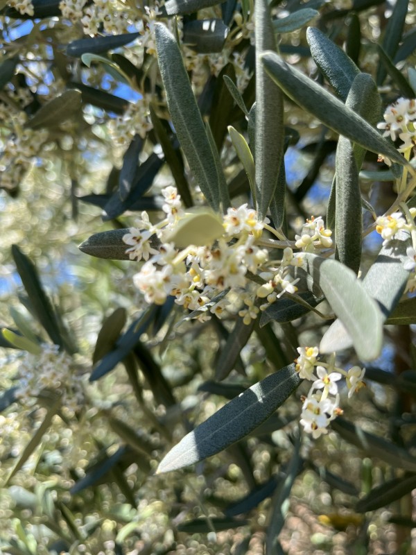 la floraison de l’olivier, c’est quand?